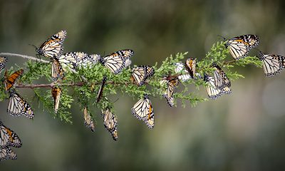 Северноамерикански пеперуди влязоха в Червената книга