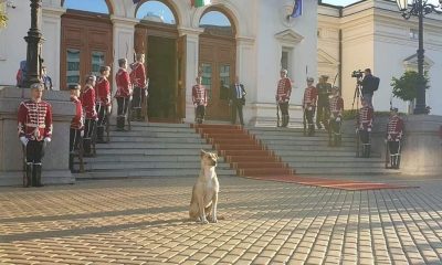 Кучето депутат вече си има дом