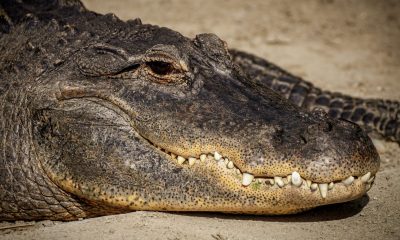 Алигатор от езерото в Ню Йорк е глътнал тапа за вана