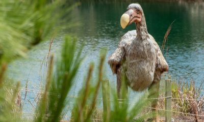 Биотехнологична компания планира да "възкреси" изчезнала голяма птица