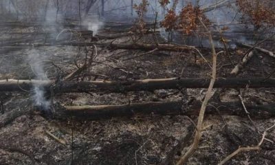 Иманяри подпалиха борова гора край Хисаря
